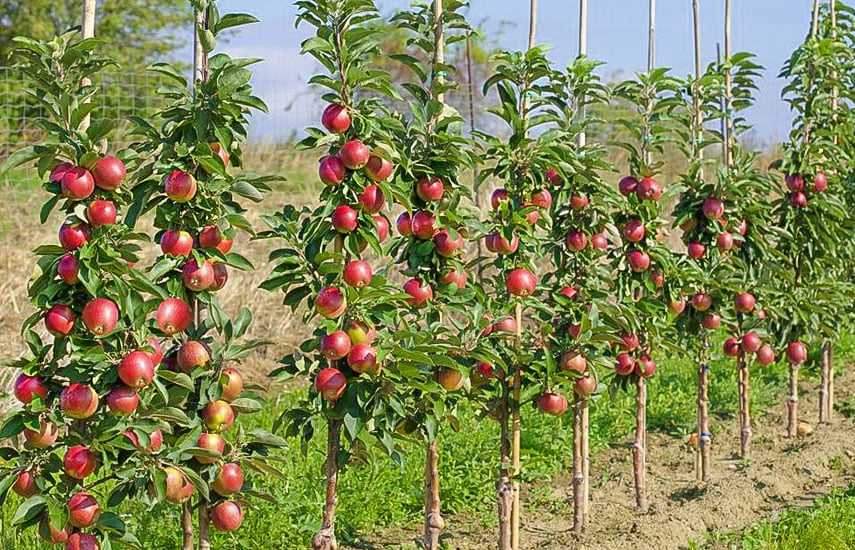Плодовые деревья: как выбрать и ухаживать за ними