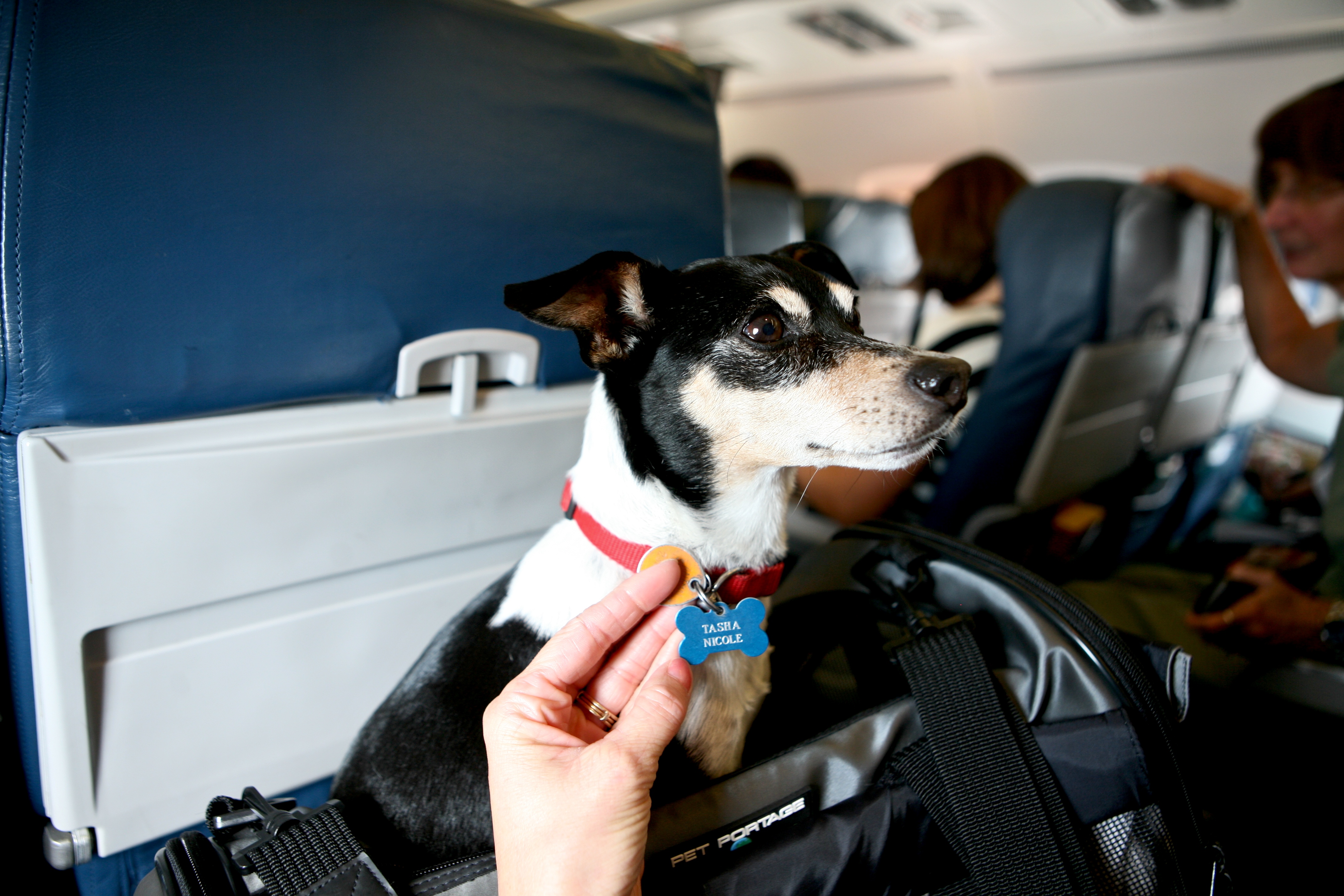 Основные правила перевозки домашних животных в самолете