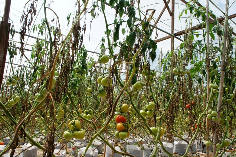 Почему вянут помидоры в теплице