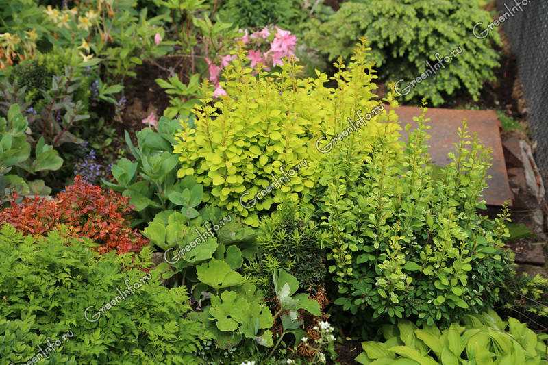 Влияние почвы на здоровье растений: основы агрохимии для ландшафтного дизайнера