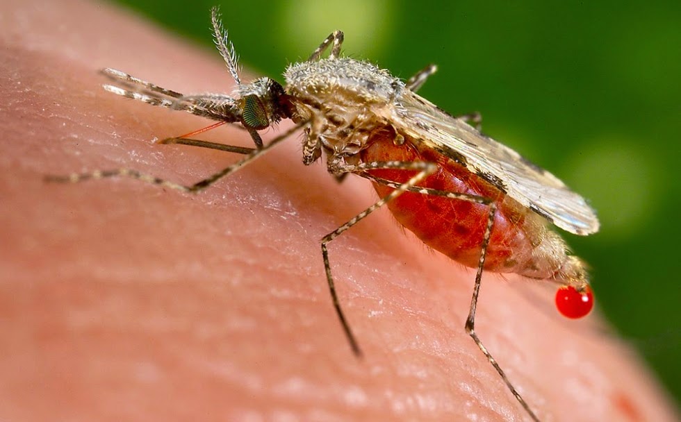 Надоели комары и прочие насекомые? Раздвижные москитные сетки решат Вашу проблему!
