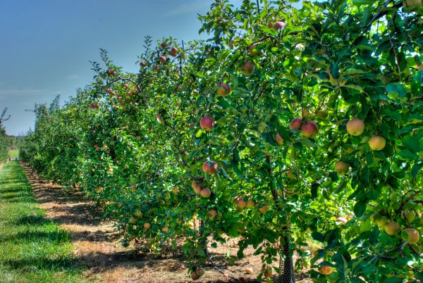 Где стоит сажать яблоню? Рекомендации по посадке яблонь в саду