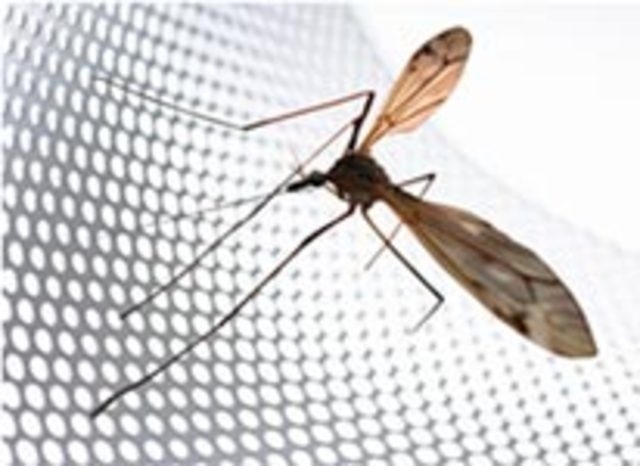 Эксплуатация пластиковых окон летом: защищаемся от комаров