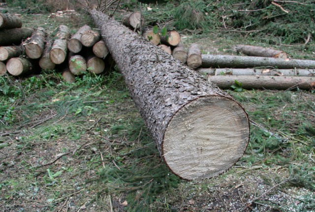 Характеристика пород древесины