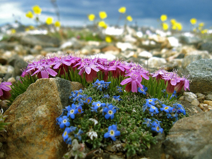 Какие растения и цветы лучше всего подойдут для альпийской горки?