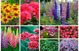 Многолетние цветы для сада: растения, которые привносят цвет в ваш сад каждый год