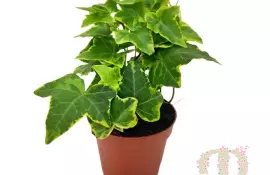 Плющ: эффектные растения для вертикального озеленения